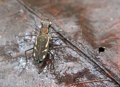 Lophyra striolata