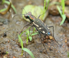 Lophyra striolata