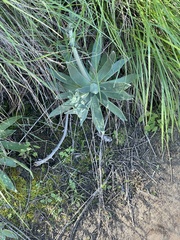 Dudleya lanceolata