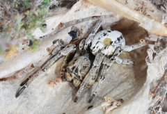 Stegodyphus lineatus