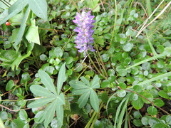 Lupinus arcticus