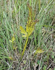 Botrychium lanceolatum