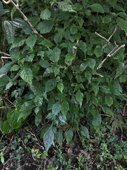 Strobilanthes flexicaulis