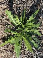 Lactuca serriola