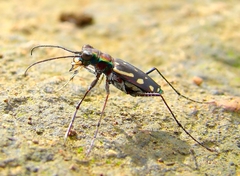 Lophyra striolata