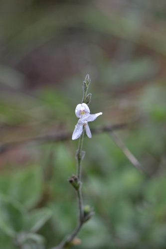 Torrey's wrightwort (Carlowrightia torreyana)
