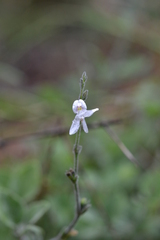 Carlowrightia torreyana