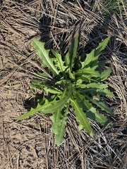 Lactuca serriola