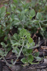 Carlowrightia torreyana