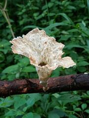 Cymatoderma caperatum