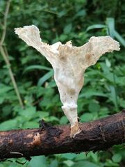 Cymatoderma caperatum