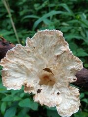 Cymatoderma caperatum