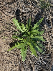 Lactuca serriola