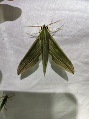 Cechetra subangustata