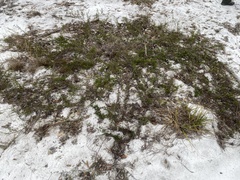 Polygonum dentoceras