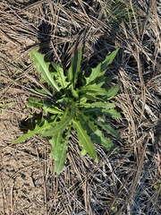 Lactuca serriola