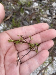 Polygonum dentoceras