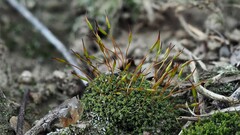 Tortula canescens