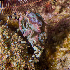 Cyclocoeloma tuberculatum