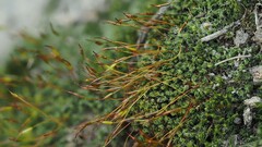 Tortula canescens