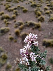 Glandularia macrosperma