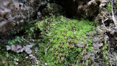 Tortula canescens