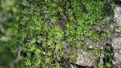 Tortula canescens
