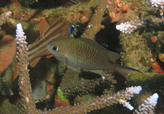 Chromis ternatensis