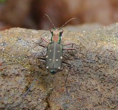 Cylindera collicia