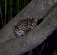 Prionailurus bengalensis