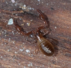 Neobisium