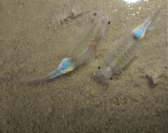 Branchipus