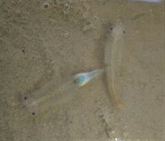 Branchipus
