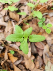 Stachys floridana