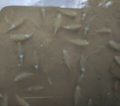Branchipus