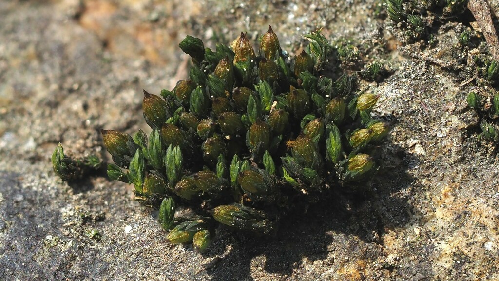 Orthotrichum schimperi from Süd, Freiburg im Breisgau, Deutschland on
