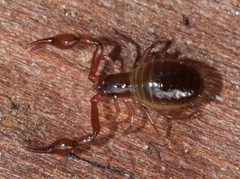 Neobisium