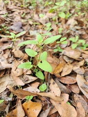 Stachys floridana