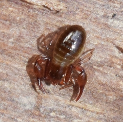 Neobisium