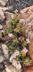 Crassula rubricaulis