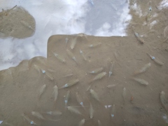 Branchipus