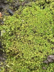 Dichodontium pellucidum