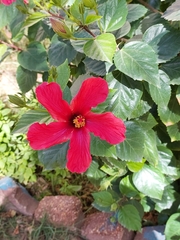 Hibiscus uncinellus