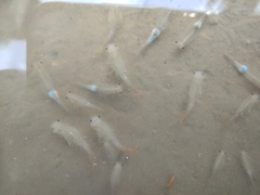 Branchipus