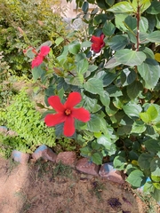 Hibiscus uncinellus