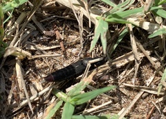 Platydracus scabrosus