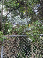 Conocarpus erectus sericeus