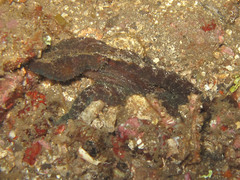 Abdopus abaculus
