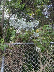 Conocarpus erectus sericeus