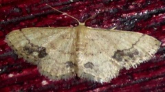 Idaea chotaria